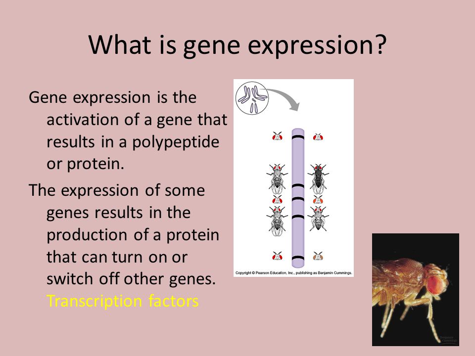 What is gene expression