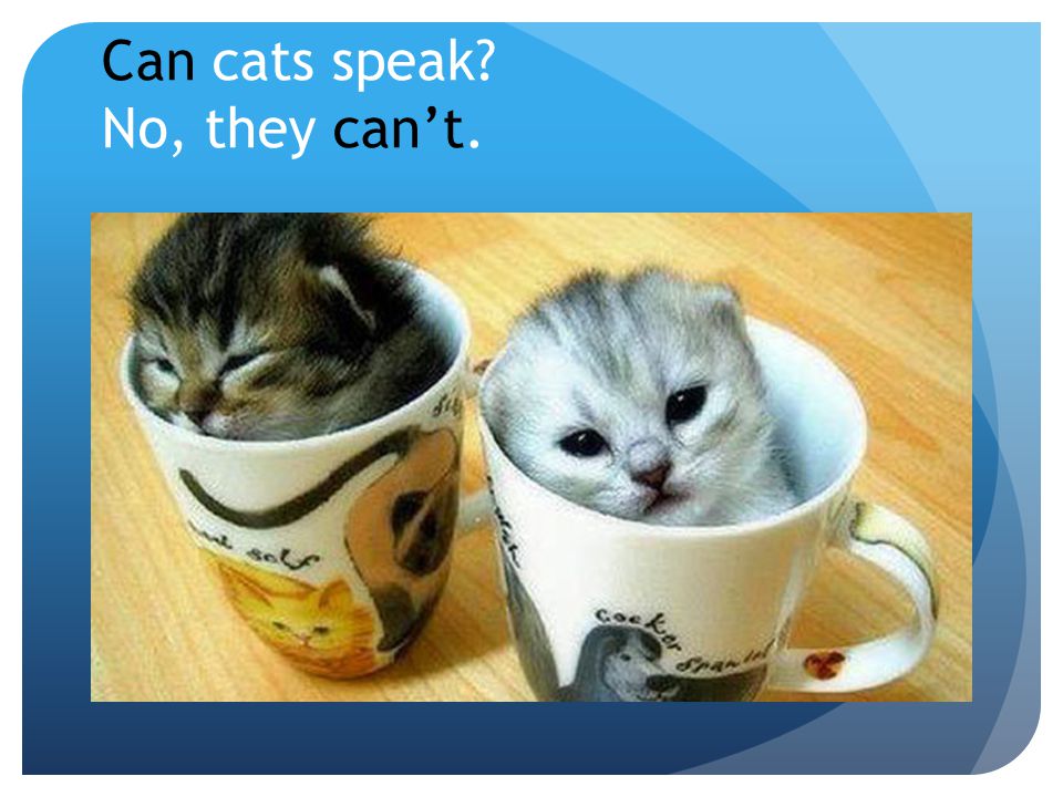 Can cats speak No, they can’t.