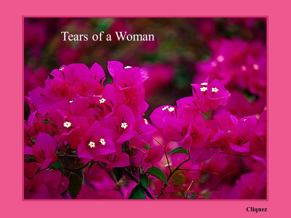 Tears of a Woman Cliquez