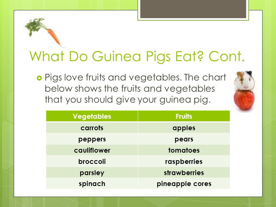 What Do Guinea Pigs Eat Cont.