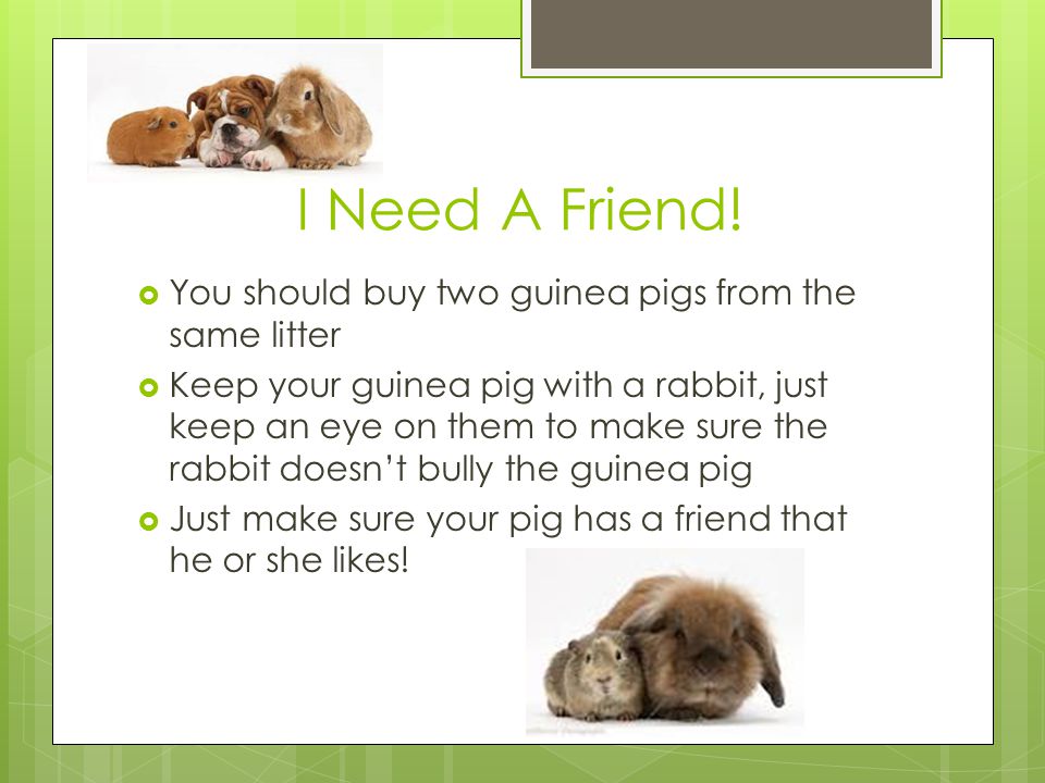 I Need A Friend! You should buy two guinea pigs from the same litter