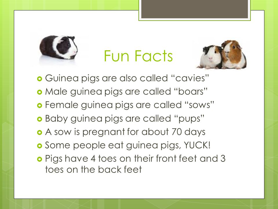 Fun Facts Guinea pigs are also called cavies