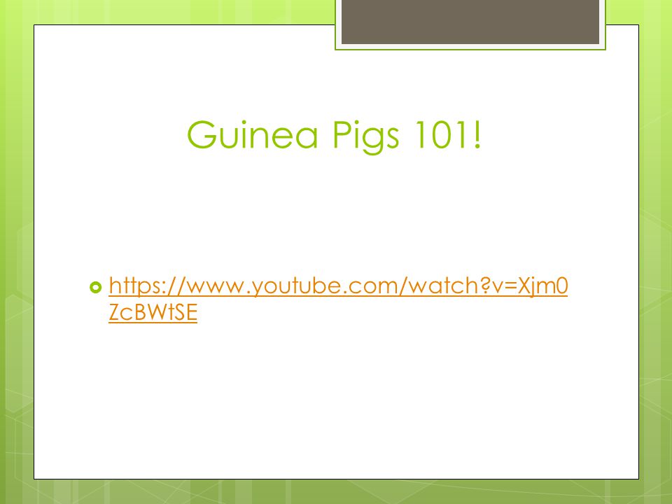 Guinea Pigs 101!   v=Xjm0ZcBWtSE