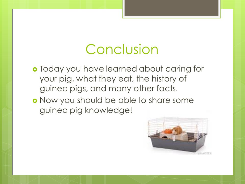 Conclusion Today you have learned about caring for your pig, what they eat, the history of guinea pigs, and many other facts.