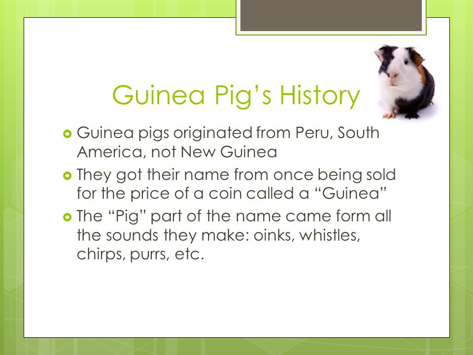 Guinea Pig’s History Guinea pigs originated from Peru, South America, not New Guinea.