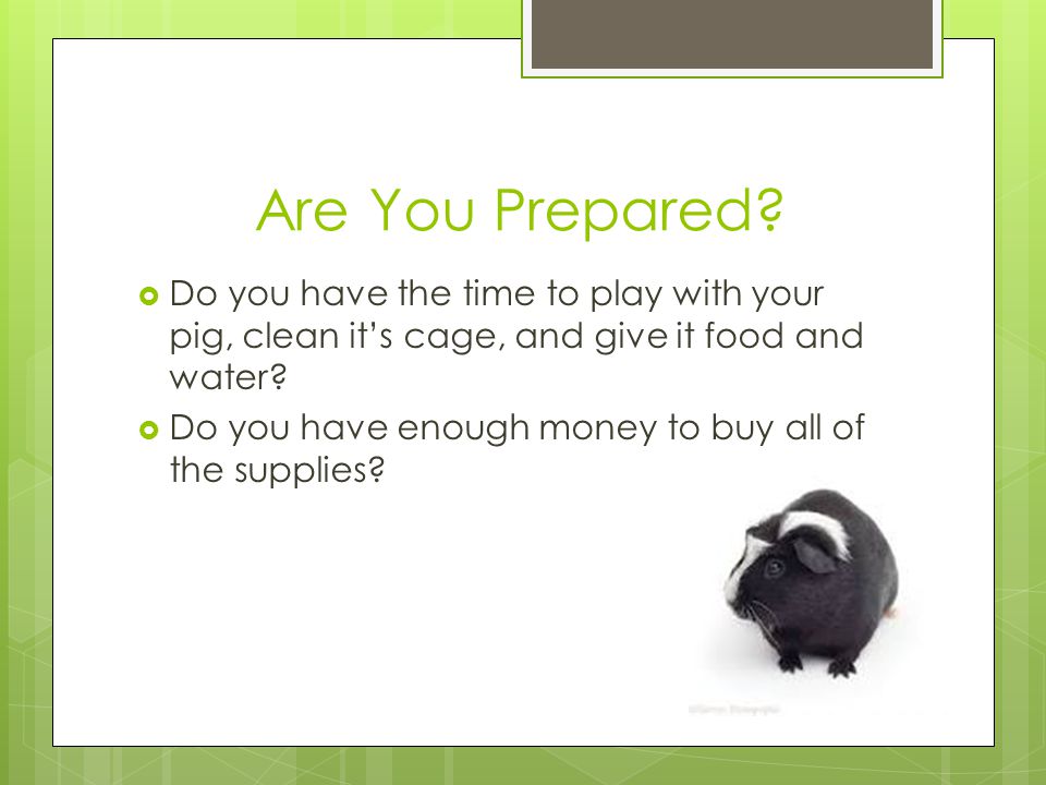 Are You Prepared Do you have the time to play with your pig, clean it’s cage, and give it food and water