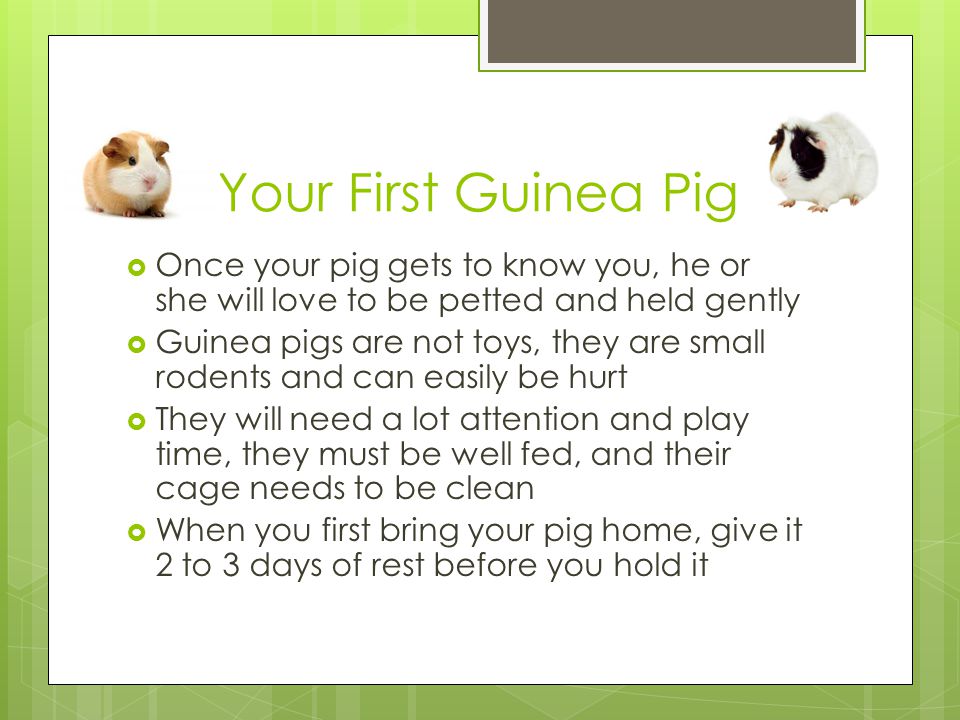 Your First Guinea Pig Once your pig gets to know you, he or she will love to be petted and held gently.