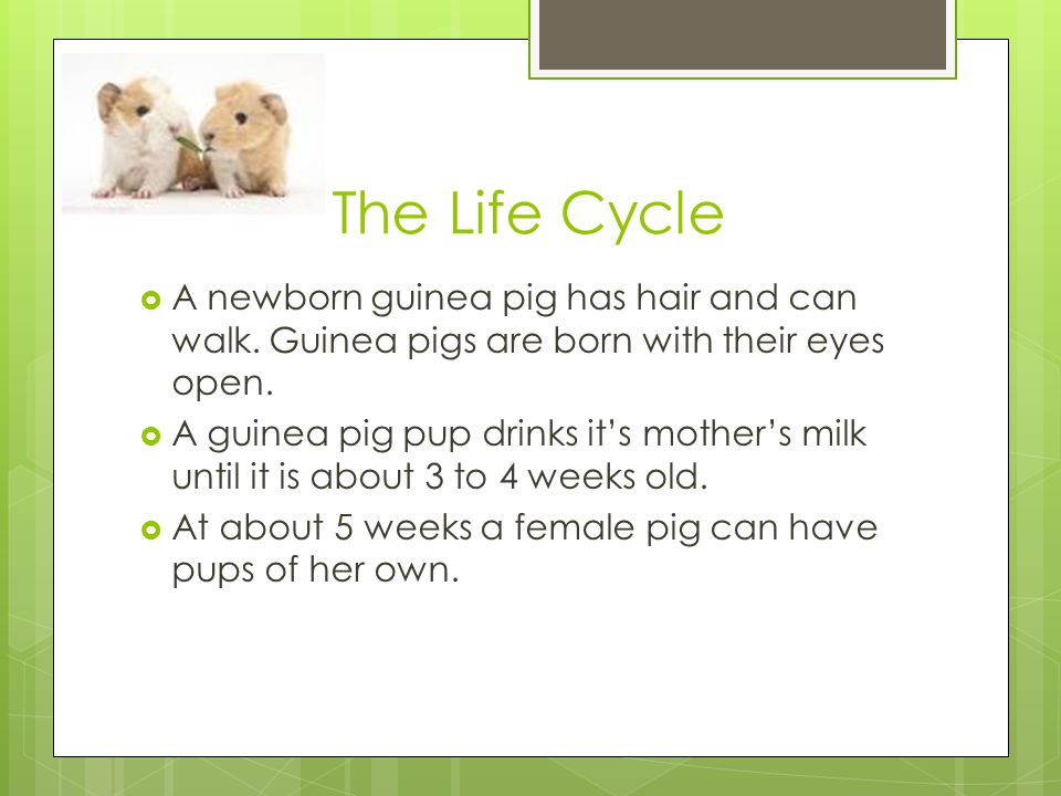 The Life Cycle A newborn guinea pig has hair and can walk. Guinea pigs are born with their eyes open.