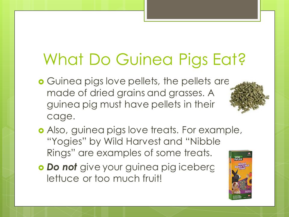 What Do Guinea Pigs Eat Guinea pigs love pellets, the pellets are made of dried grains and grasses. A guinea pig must have pellets in their cage.