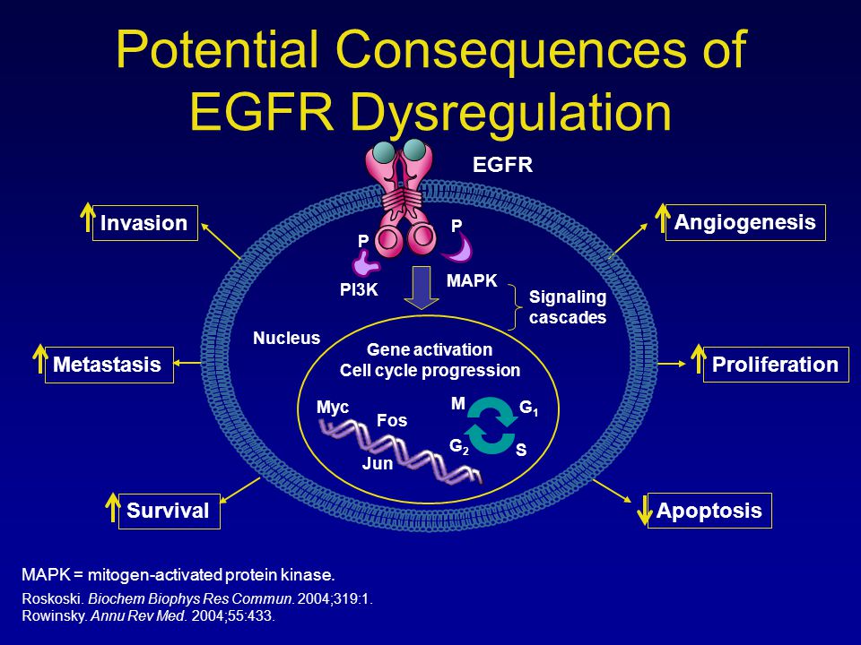 Potential Consequences of EGFR Dysregulation