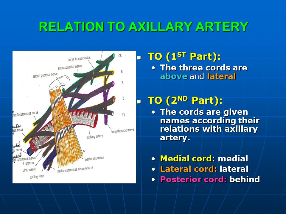 axillaryartery,peronealartery relation to axillary artery to (1st part):the three cords are
