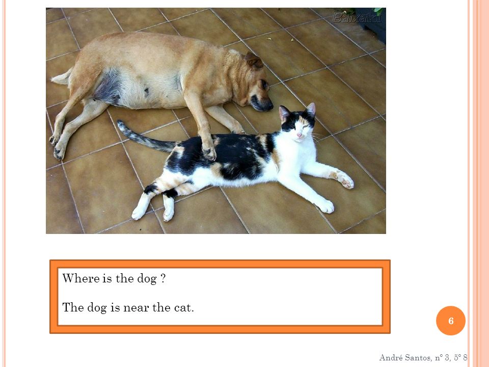 Where is the dog The dog is near the cat. André Santos, nº 3, 5º 8