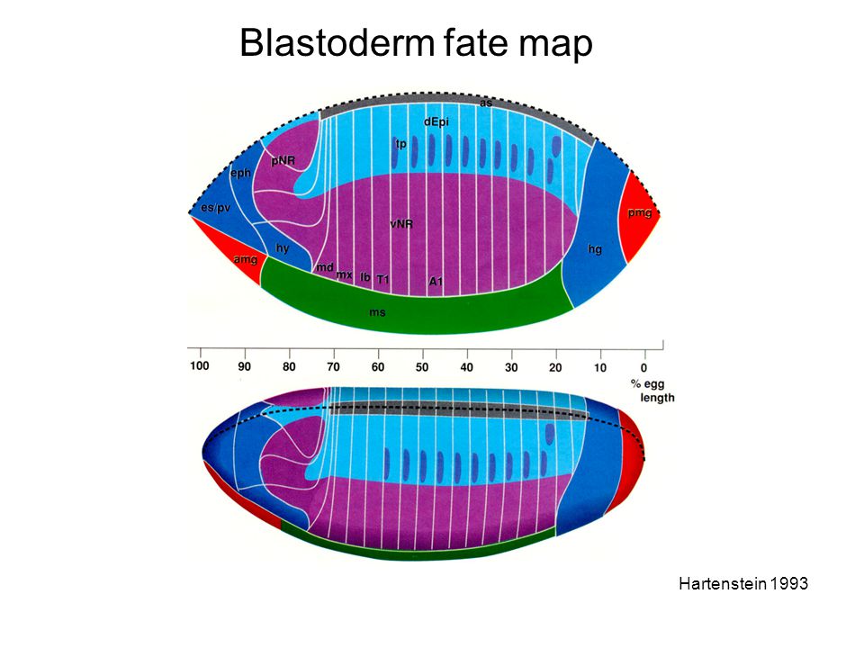 Blastoderm fate map Hartenstein 1993