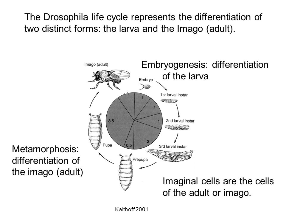 The Drosophila life cycle represents the differentiation of