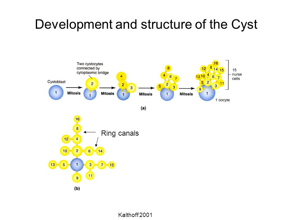 Development and structure of the Cyst