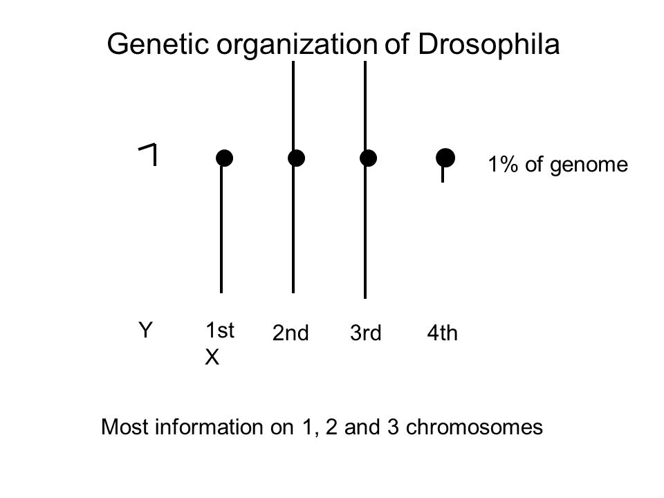 Genetic organization of Drosophila