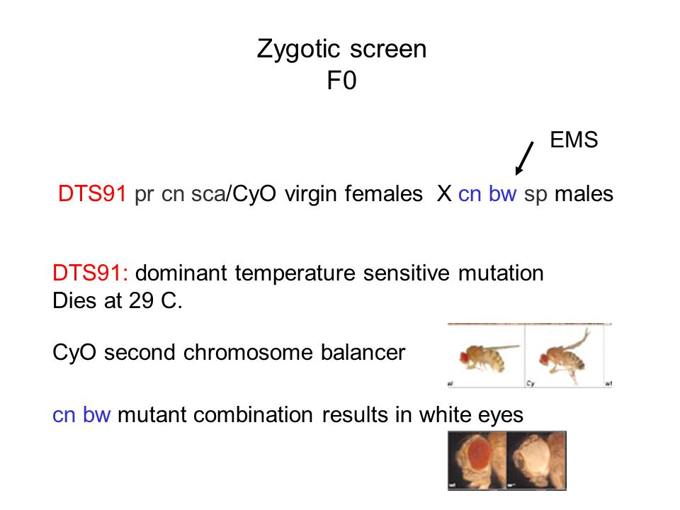 Zygotic screen F0. EMS. DTS91 pr cn sca/CyO virgin females X cn bw sp males. DTS91: dominant temperature sensitive mutation.