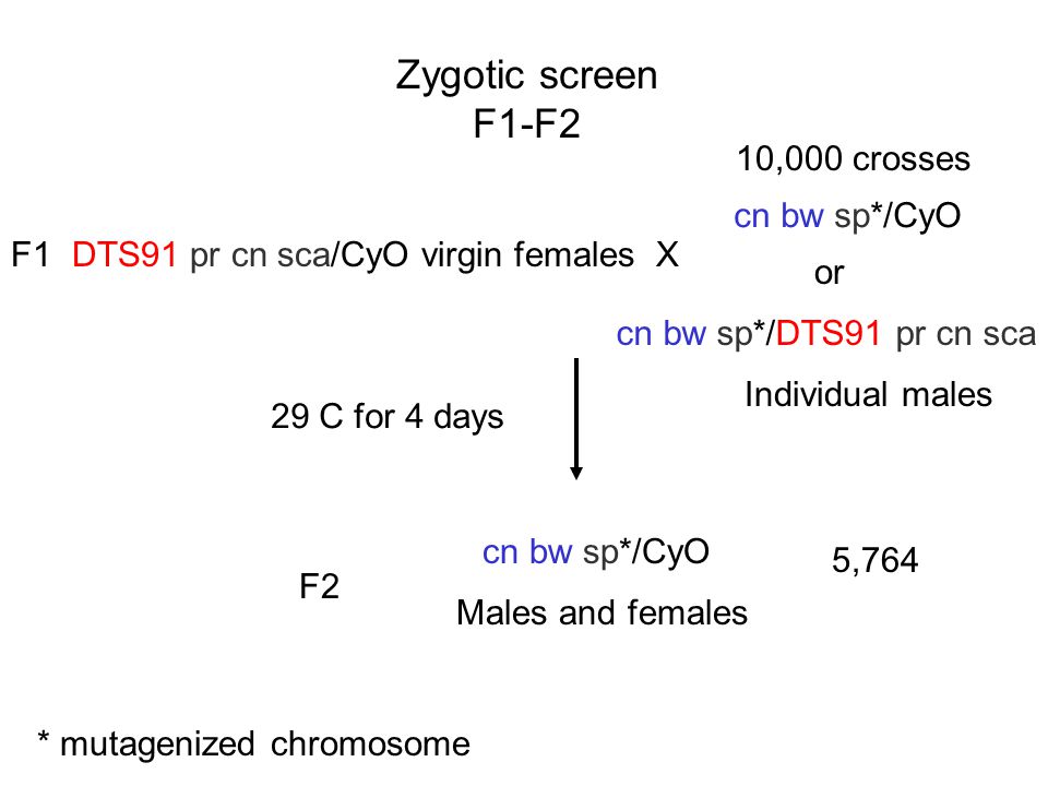 Zygotic screen F1-F2 10,000 crosses cn bw sp*/CyO F1