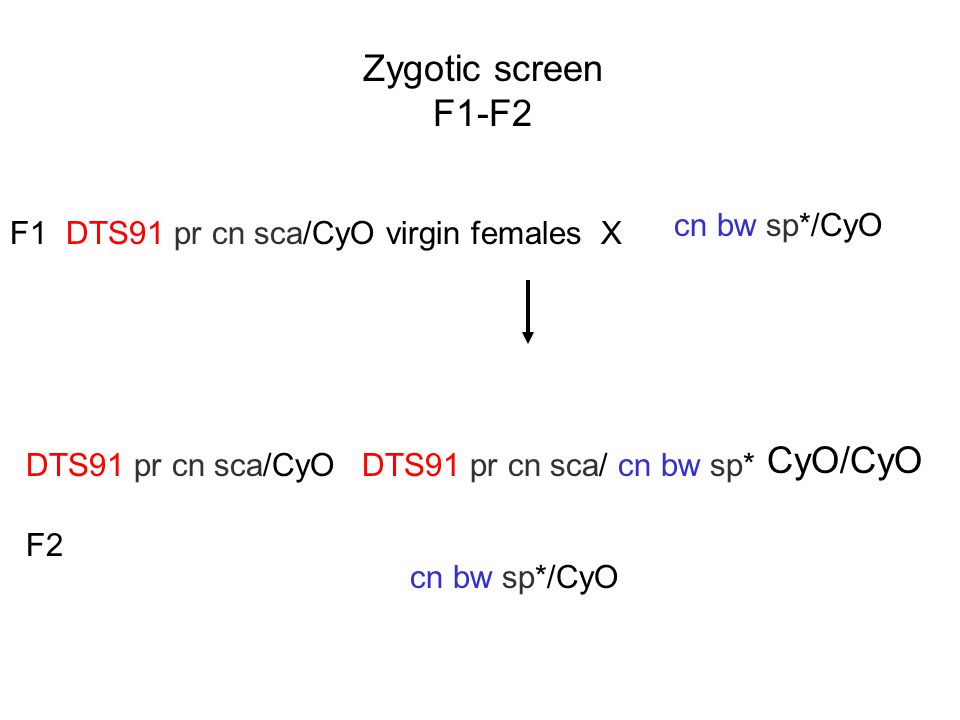 Zygotic screen F1-F2 CyO/CyO cn bw sp*/CyO F1