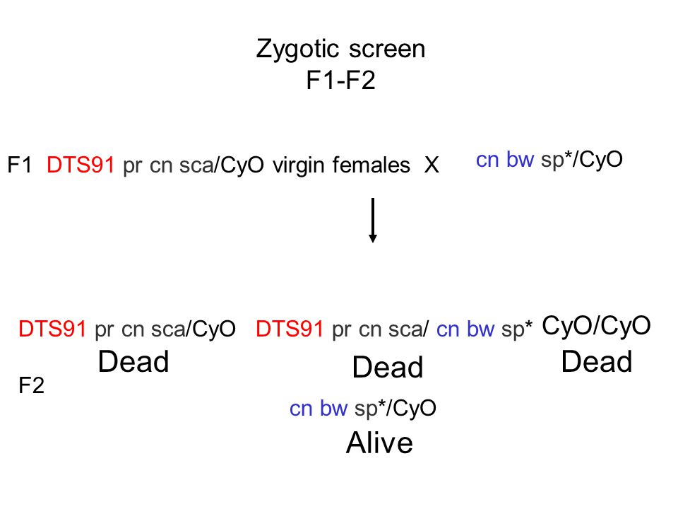 Dead Dead Dead Alive Zygotic screen F1-F2 CyO/CyO cn bw sp*/CyO F1