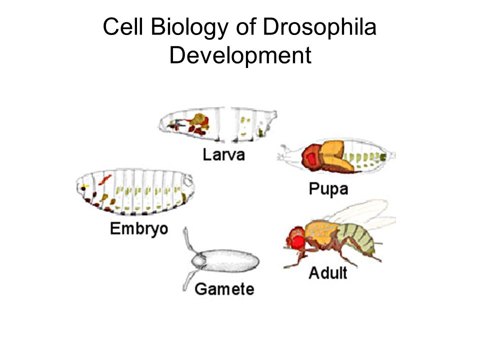 Cell Biology of Drosophila Development