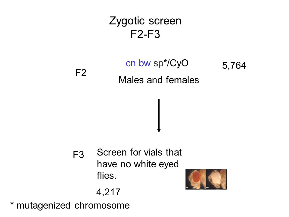 Zygotic screen F2-F3 cn bw sp*/CyO 5,764 F2 Males and females