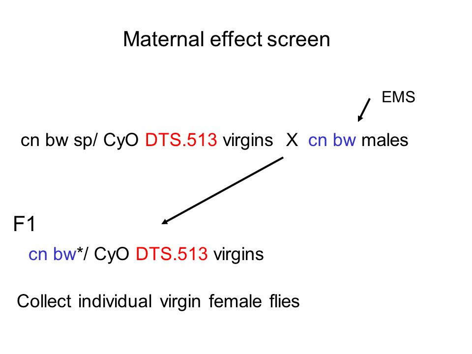 Maternal effect screen
