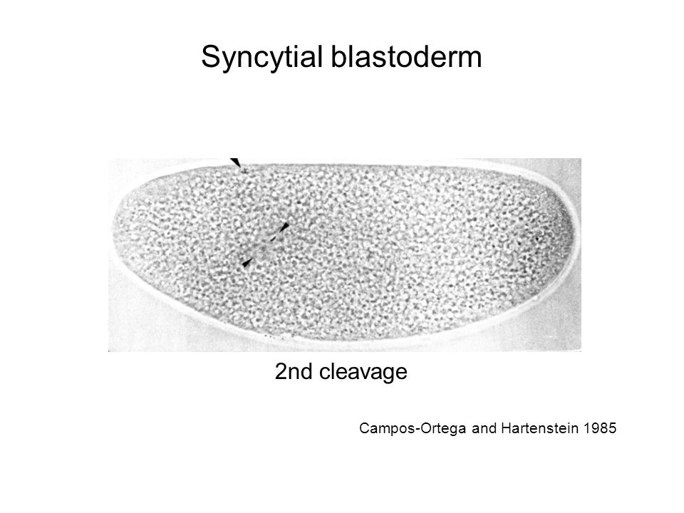 Syncytial blastoderm 2nd cleavage Campos-Ortega and Hartenstein 1985