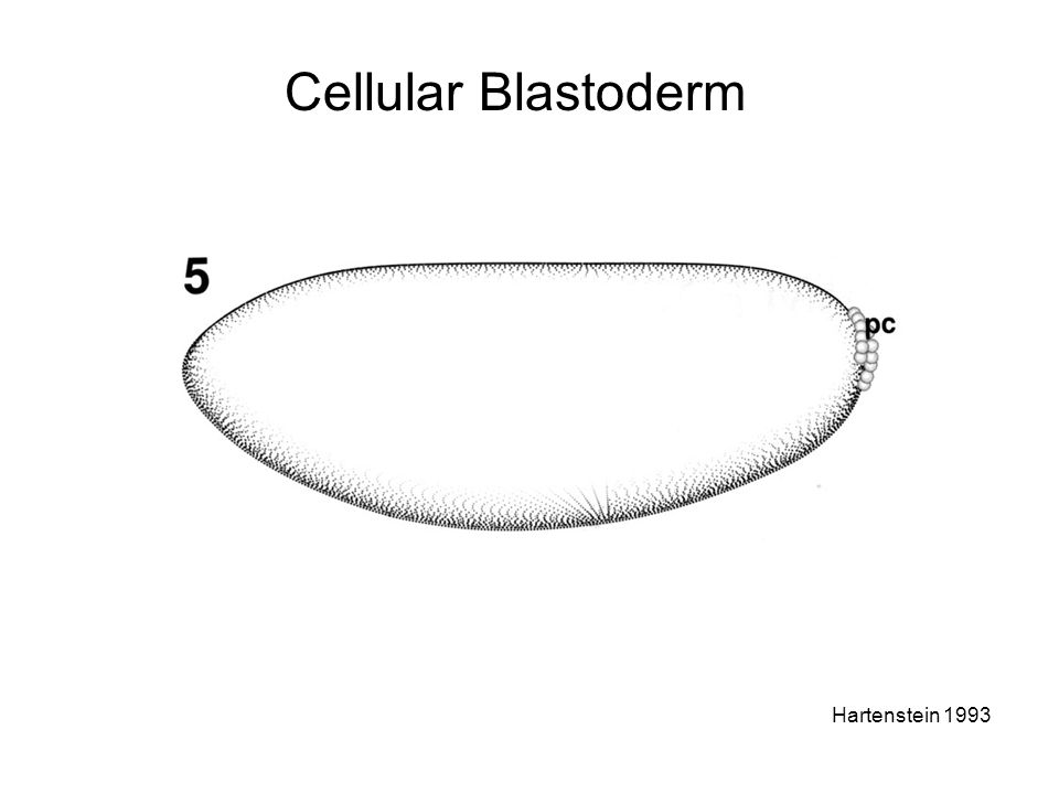 Cellular Blastoderm Hartenstein 1993