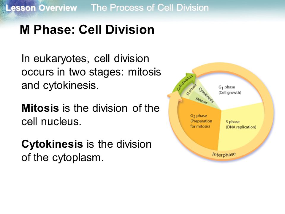 M Phase: Cell Division Mitosis is the division of the cell nucleus.