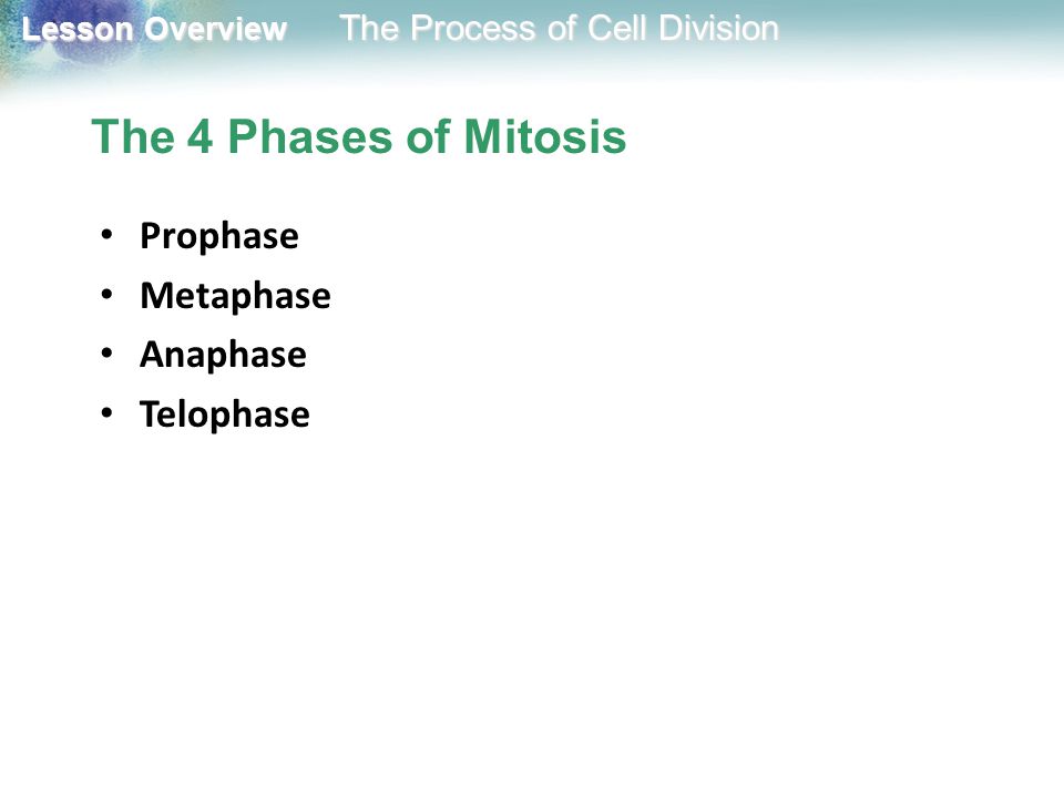 The 4 Phases of Mitosis Prophase Metaphase Anaphase Telophase