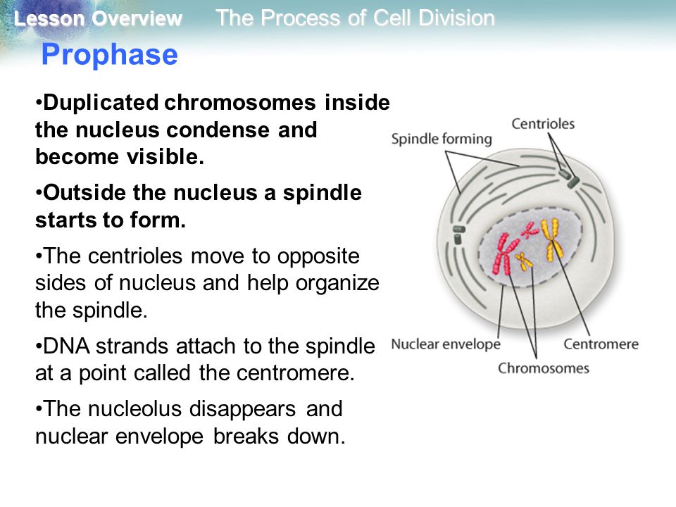 Prophase Duplicated chromosomes inside the nucleus condense and become visible. Outside the nucleus a spindle starts to form.