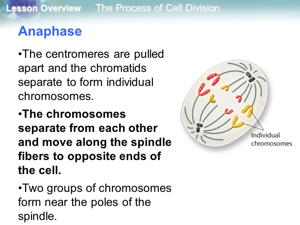 Anaphase The centromeres are pulled apart and the chromatids separate to form individual chromosomes.