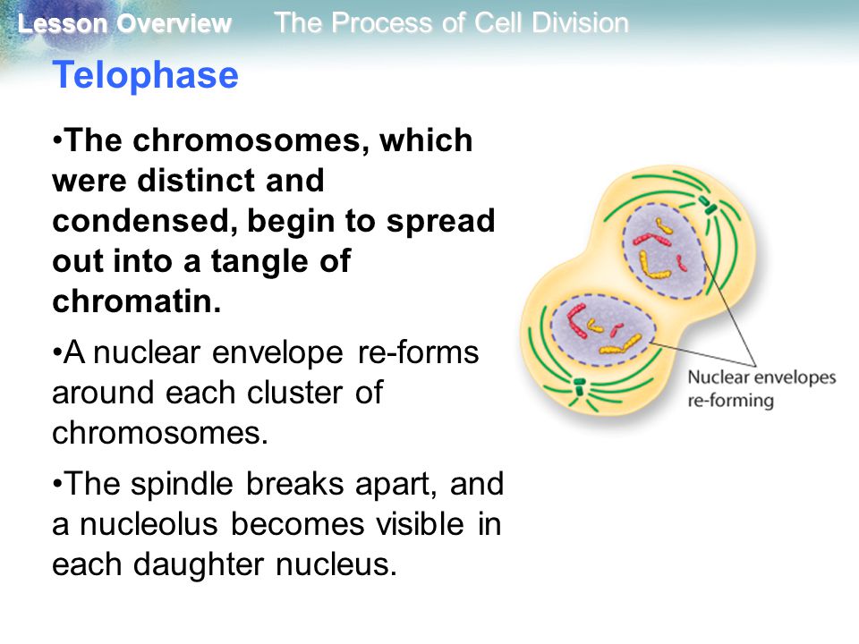 Telophase The chromosomes, which were distinct and condensed, begin to spread out into a tangle of chromatin.