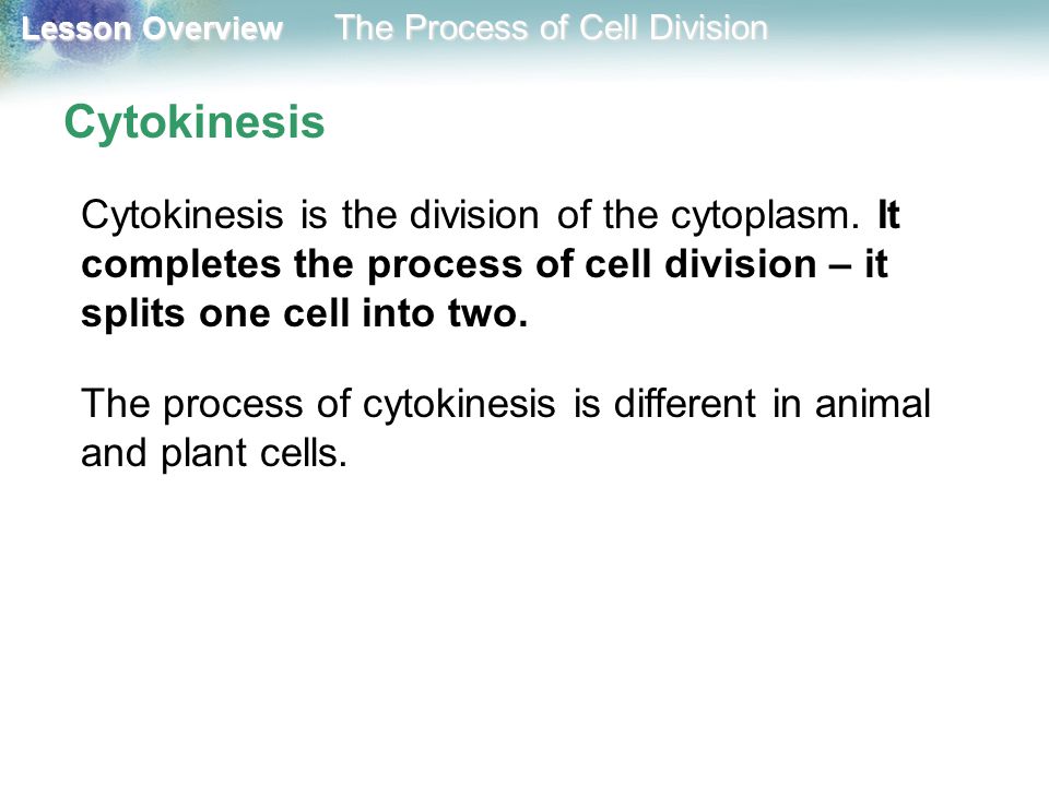 Cytokinesis Cytokinesis is the division of the cytoplasm. It completes the process of cell division – it splits one cell into two.