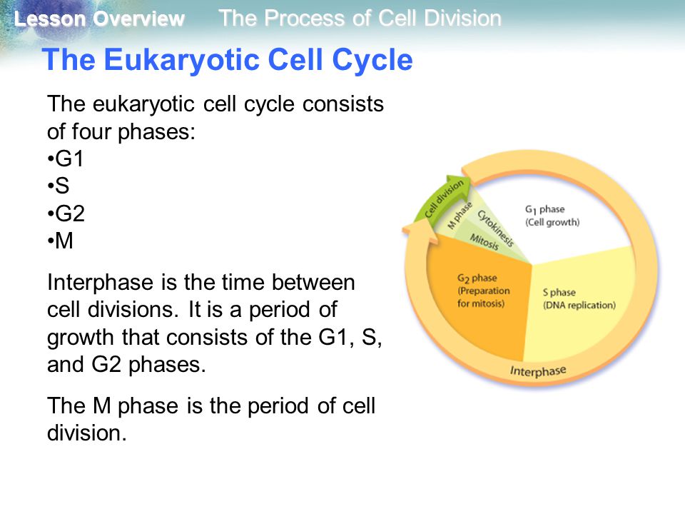 The Eukaryotic Cell Cycle