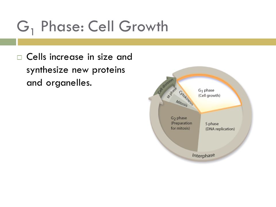 G1 Phase: Cell Growth Cells increase in size and synthesize new proteins and organelles.