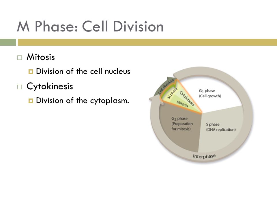 M Phase: Cell Division Mitosis Cytokinesis