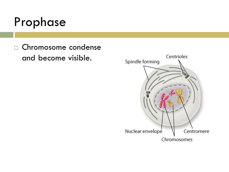 Prophase Chromosome condense and become visible.