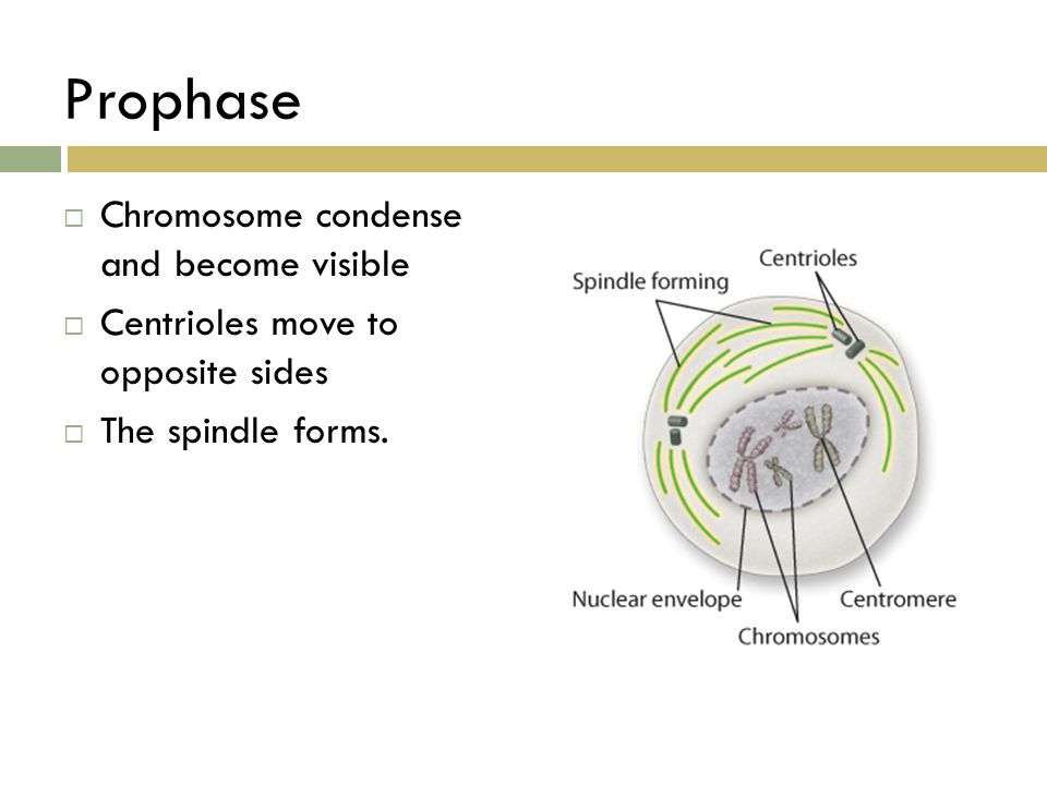 Prophase Chromosome condense and become visible