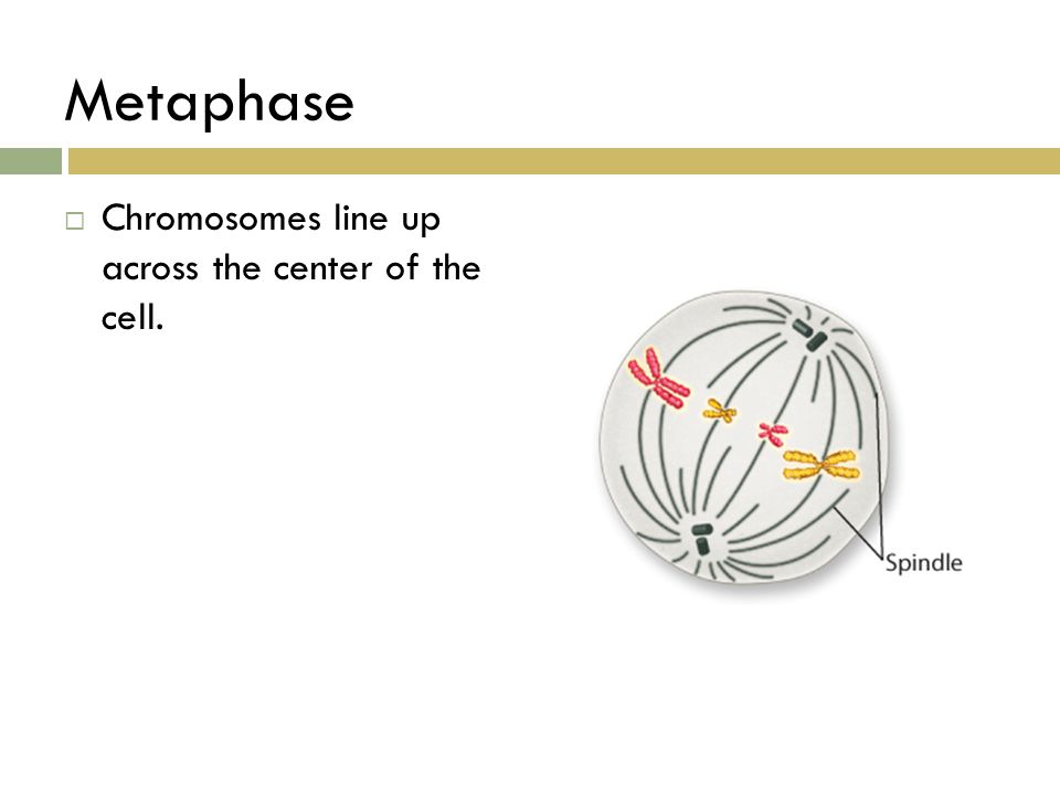 Metaphase Chromosomes line up across the center of the cell.
