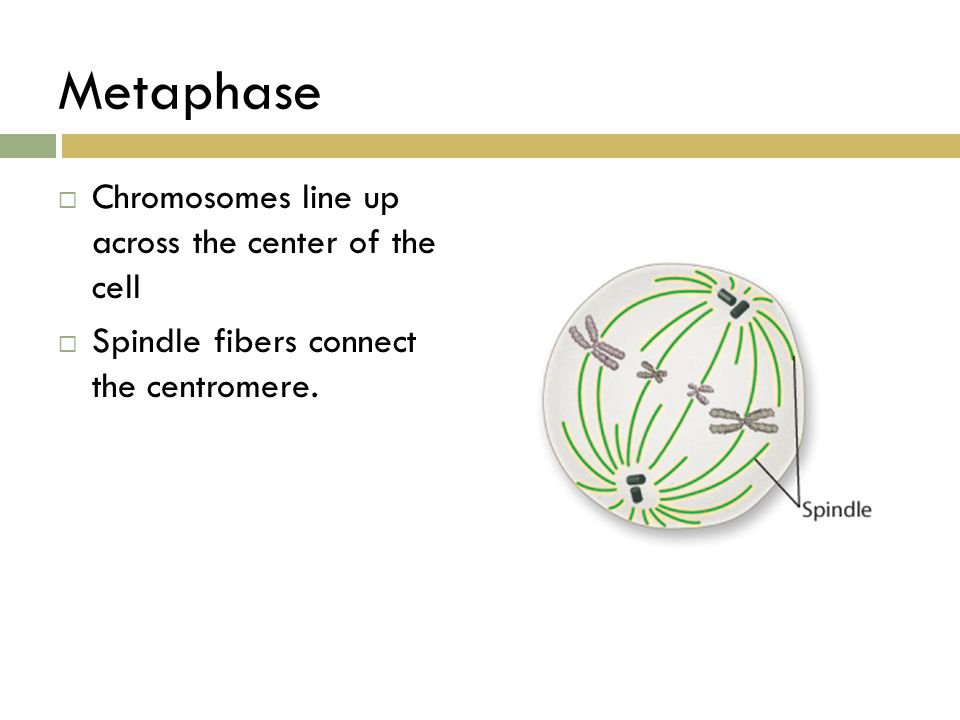 Metaphase Chromosomes line up across the center of the cell