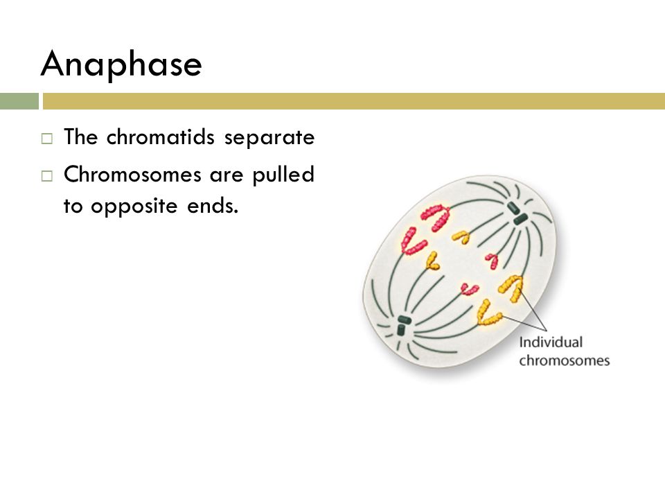 Anaphase The chromatids separate