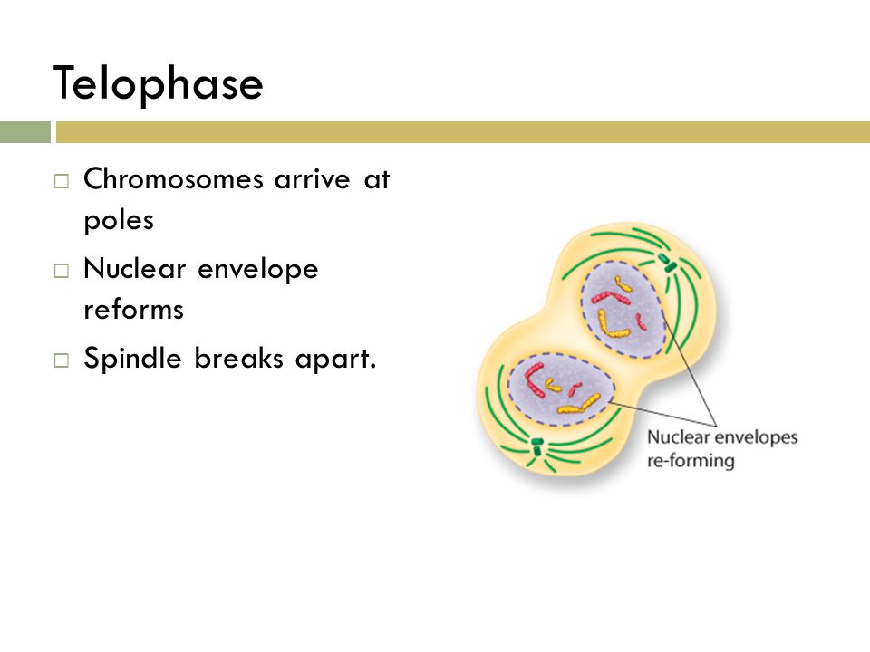 Telophase Chromosomes arrive at poles Nuclear envelope reforms