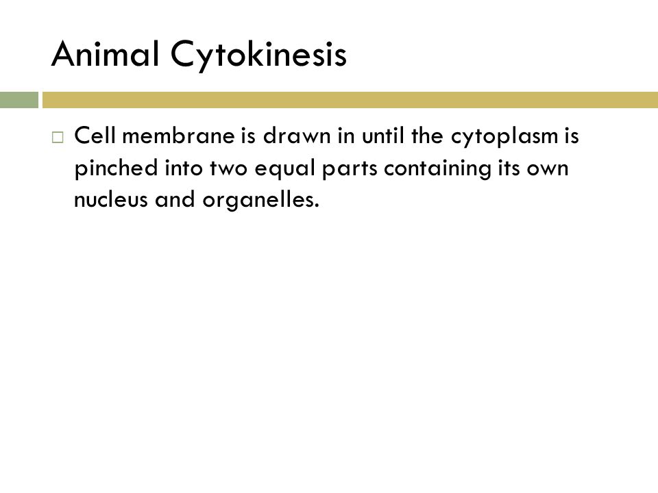 Animal Cytokinesis Cell membrane is drawn in until the cytoplasm is pinched into two equal parts containing its own nucleus and organelles.