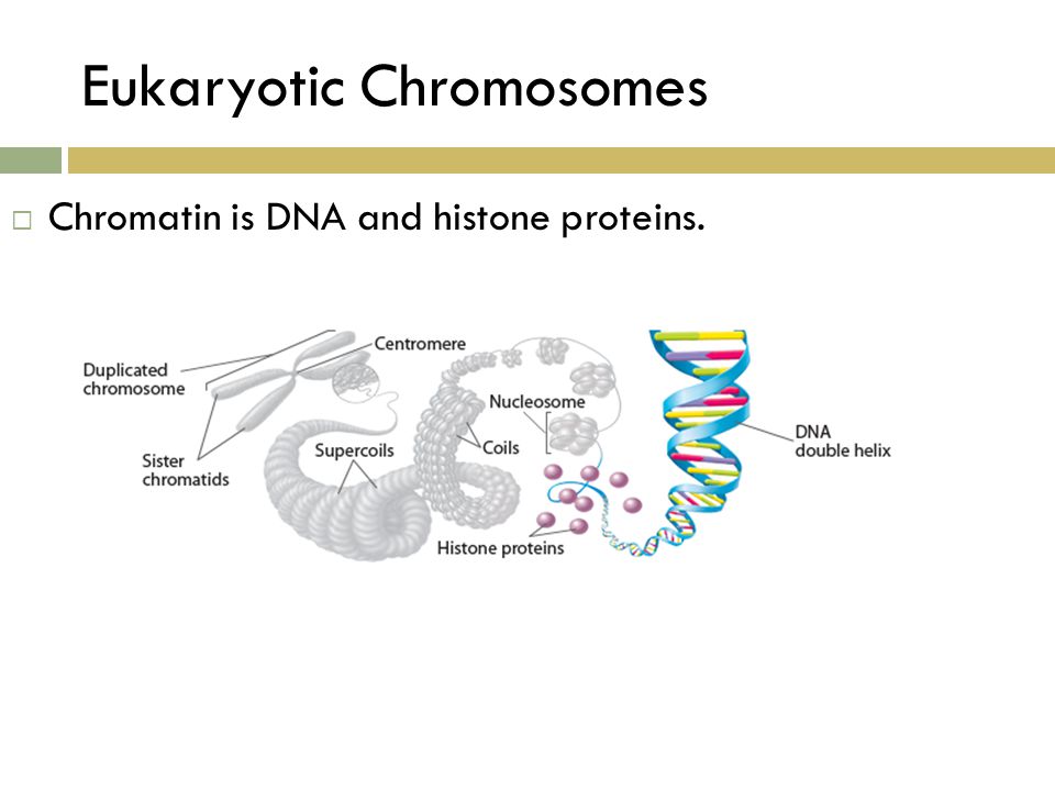 Eukaryotic Chromosomes