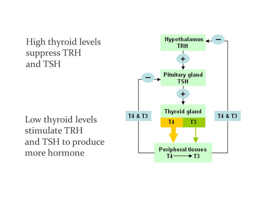 High thyroid levels suppress TRH and TSH Low thyroid levels