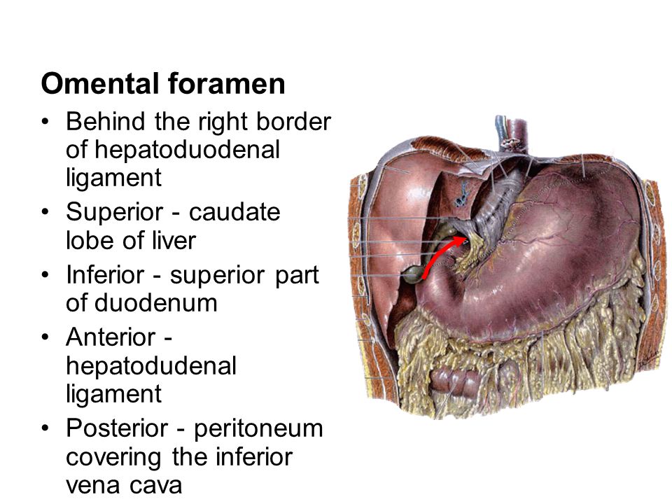 the peritoneum.
