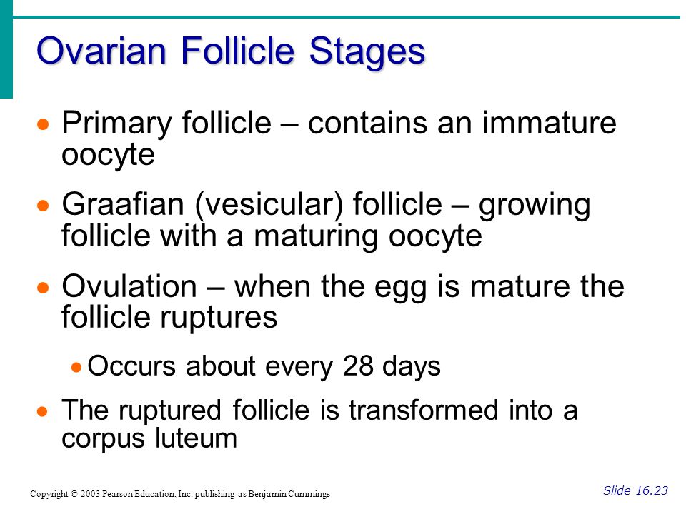 vesicular,reflectance follicle c contains an immature oocytegraafian (vesicular)