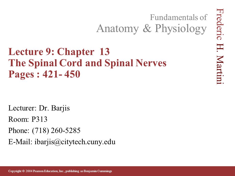 chapter 13 the spinal cord and spinal nerves